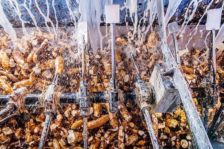 Produção de fécula cresce quase 30% em 2023 e alcança o maior volume em oito anos