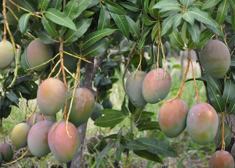 ‘Mercado da saudade’ é estratégia para fruta brasileira ganhar o mundo