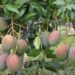 ‘Mercado da saudade’ é estratégia  para fruta brasileira ganhar o mundo