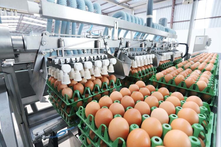 Produção de ovos do Paraná cresce 72% em uma década e mercado segue em expansão