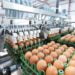 Produção de ovos do Paraná cresce 72% em uma década e mercado segue em expansão