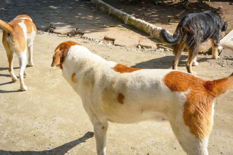 Nova fase vai atender mais de 30 mil cães  e gatos em 165 cidades do Paraná