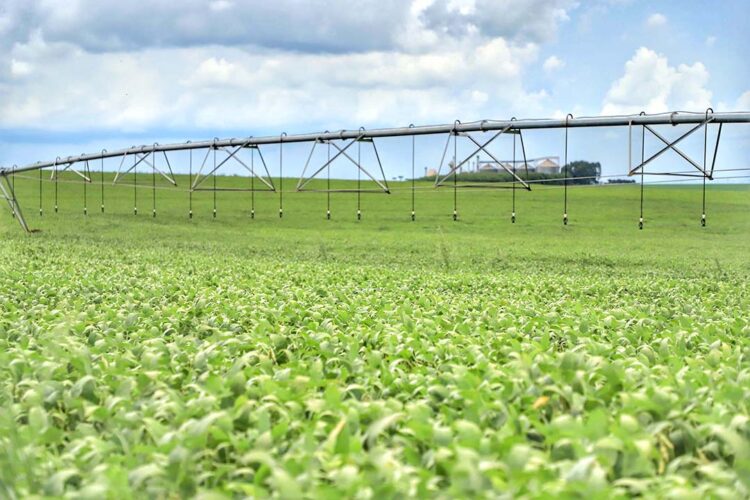 Consultoria reduz projeção da safra 2023/24 de soja para 146,3 milhões de toneladas