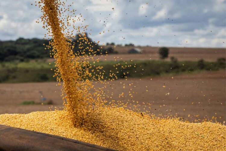 SOJA: Preço em alta nesta terça-feira