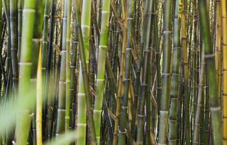 Agro tem melhor primeiro trimestre da história nas exportações, apesar de queda no preço das commodities