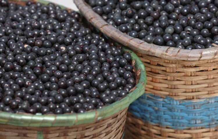 Abertura de mercados para o agro bate recorde histórico e cria oportunidades para novos produtos