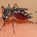 Brasil já registra 1.657 mortes por dengue em 2024