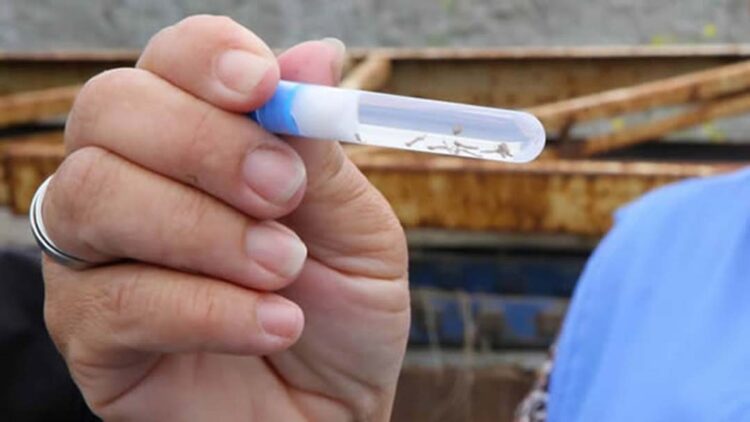 Boletim da Saúde registra mais 23,3 mil  casos confirmados de dengue