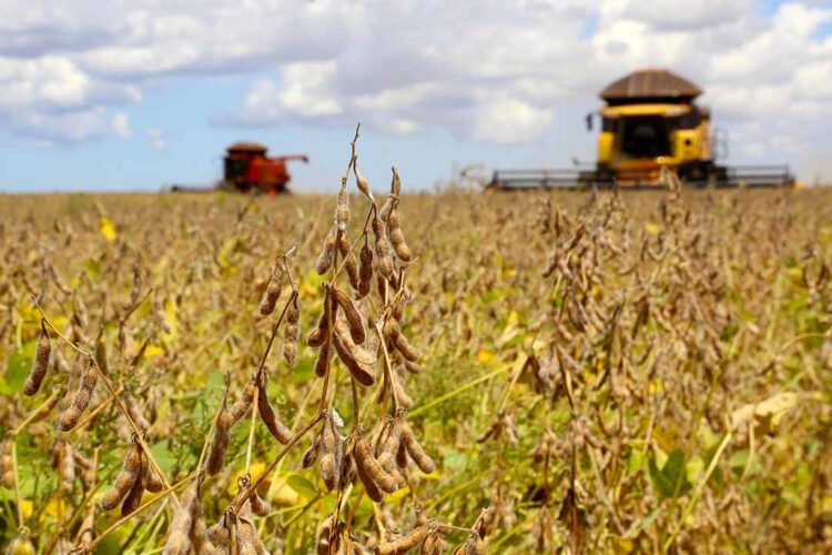 Preço da soja tem baixa no Paraná