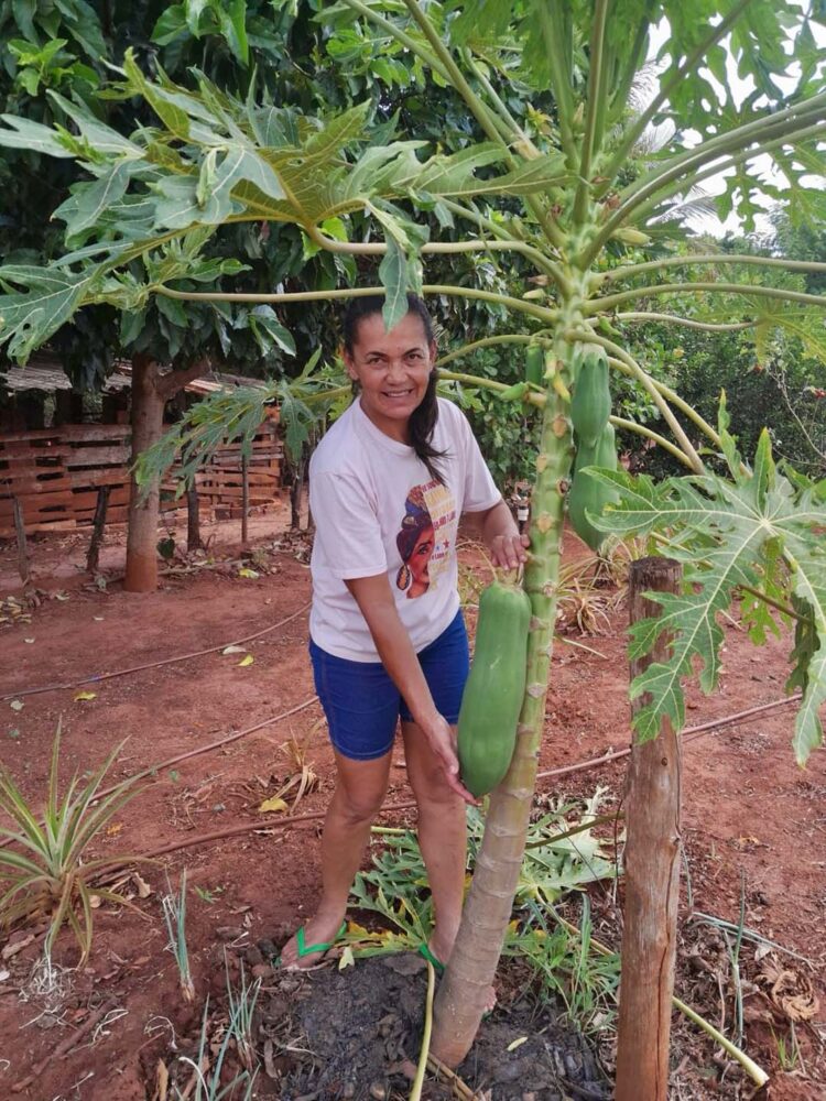 Mamão de 43 centímetros chama atenção em Querência do Norte