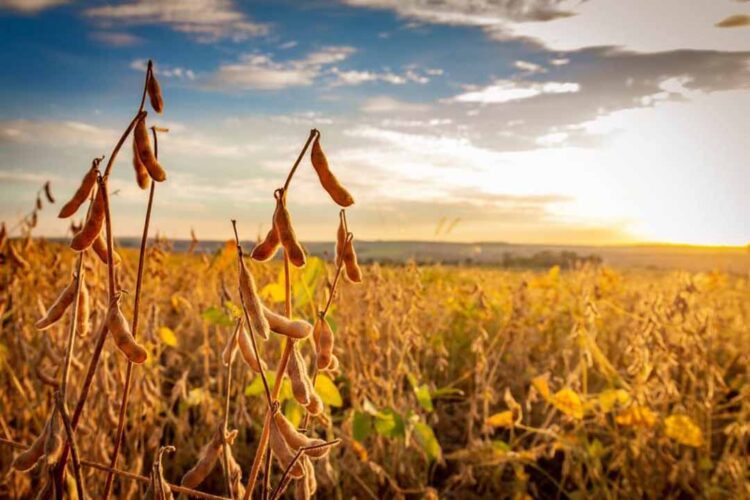 Preço da soja sobe no interior do Paraná