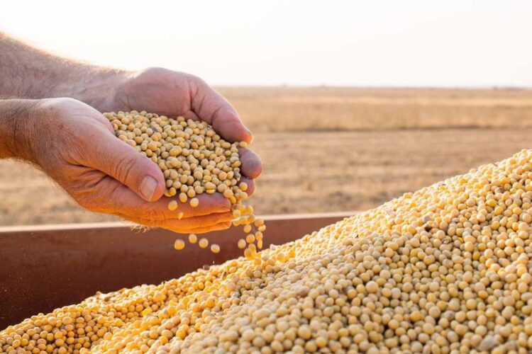 SOJA: Preço da saca de 60 kg em alta