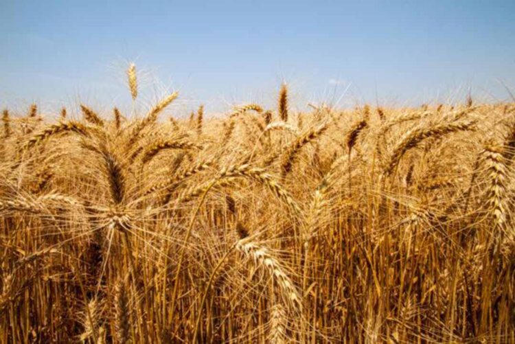 Trigo: negócios seguem lentos nesta entressafra