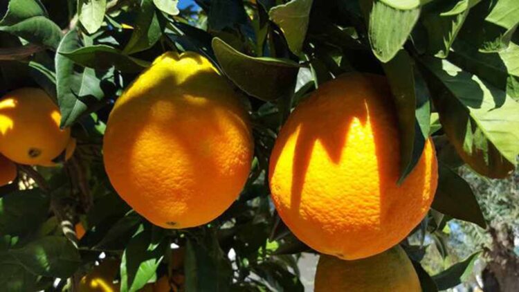 Laranja tem menor colheita desde 88/89 por conta de clima desfavorável e greening