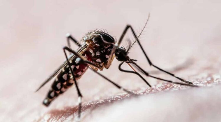 Saúde confirma quarta morte por dengue; município soma 5.373 casos confirmados
