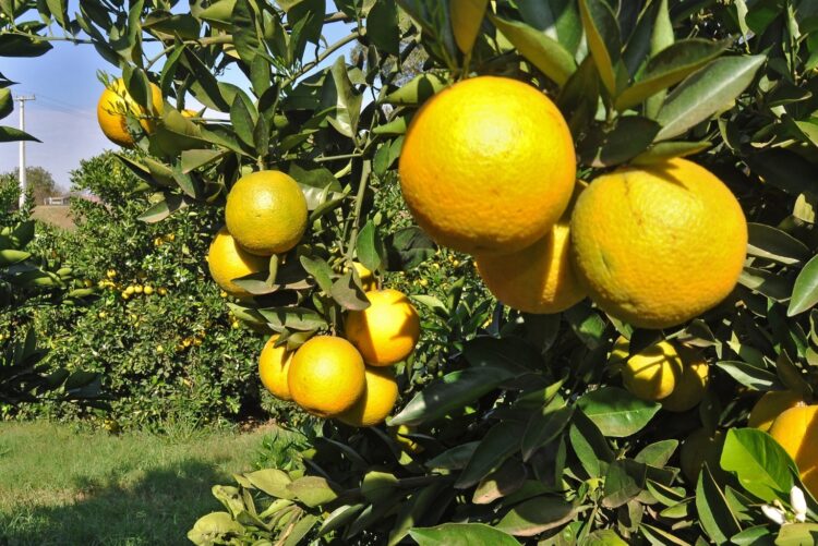 Manejo inadequado de pomares comerciais põe em xeque toda a citricultura do Paraná