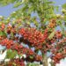 Conab estima produção de café  em 58,81 milhões de sacas na safra 2024