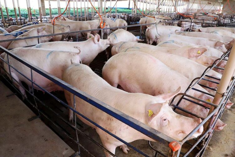 Campanha de atualização de rebanhos começa no Paraná