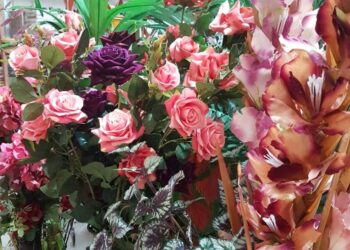 Produção de rosas dobrou de tamanho na última década