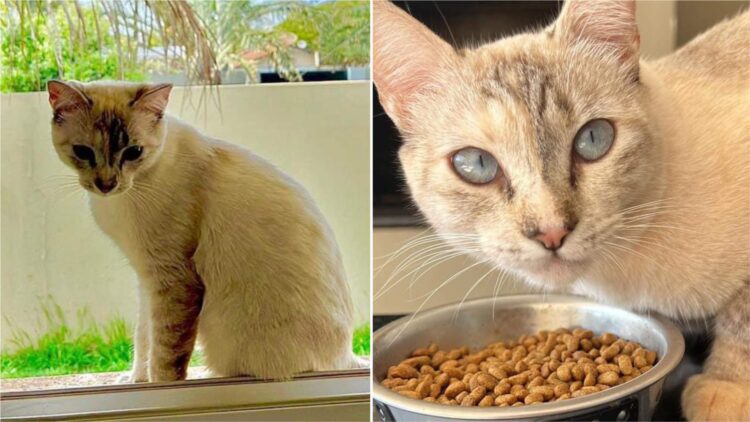 Gata está desaparecida em Paranavaí