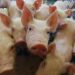 Suinocultura do Paraná tem predominância do modelo integrado com agroindústrias