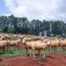 Produtores paranaenses têm mais uma semana para atualização do cadastro de rebanho