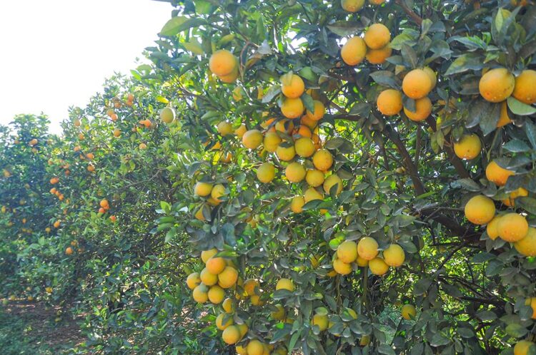 Árvores cítricas em propriedades urbanas  comprometem ações de combate ao greening