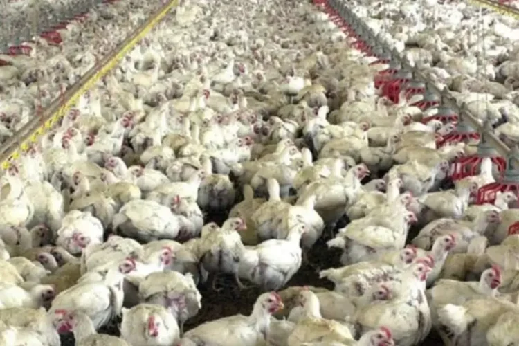 Preços do frango estáveis