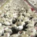 Preços do frango estáveis