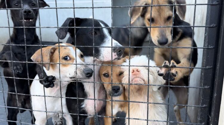 Sociedade Protetora dos Animais fecha temporariamente devido à superlotação; neste sábado tem plantão de adoção