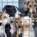 Sociedade Protetora dos Animais fecha temporariamente devido à superlotação; neste sábado tem plantão de adoção