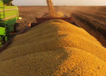 Soja começa a semana cotada em alta