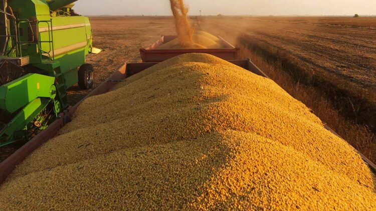 Soja começa a semana cotada em alta