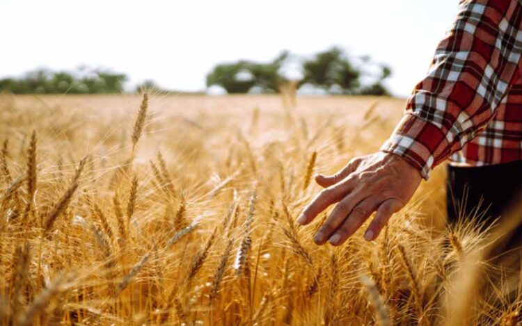Trigo tem forte queda de preços no Paraná