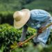 Prazo para produtores rurais emitirem o CCIR vai até 18 de julho, alerta Confederação da Agricultura e Pecuária do Brasil (CNA)