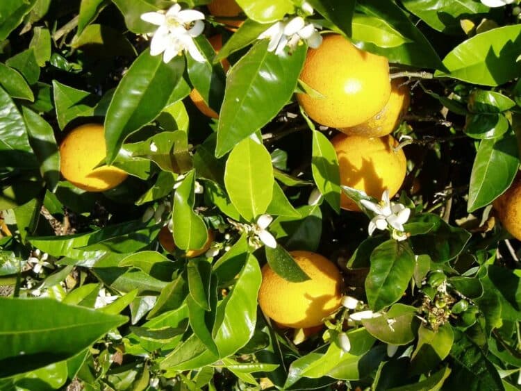 Preço da laranja segue em alta; para tahiti, cenário é de baixa