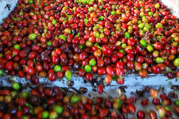 Boletim Agrometeorológico de maio indica excesso de chuvas no Sul e escassez no Norte