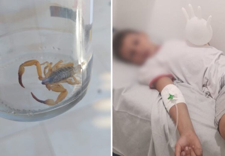 Menino de 7 anos é picado por escorpião ao colocar tênis para ir à escola