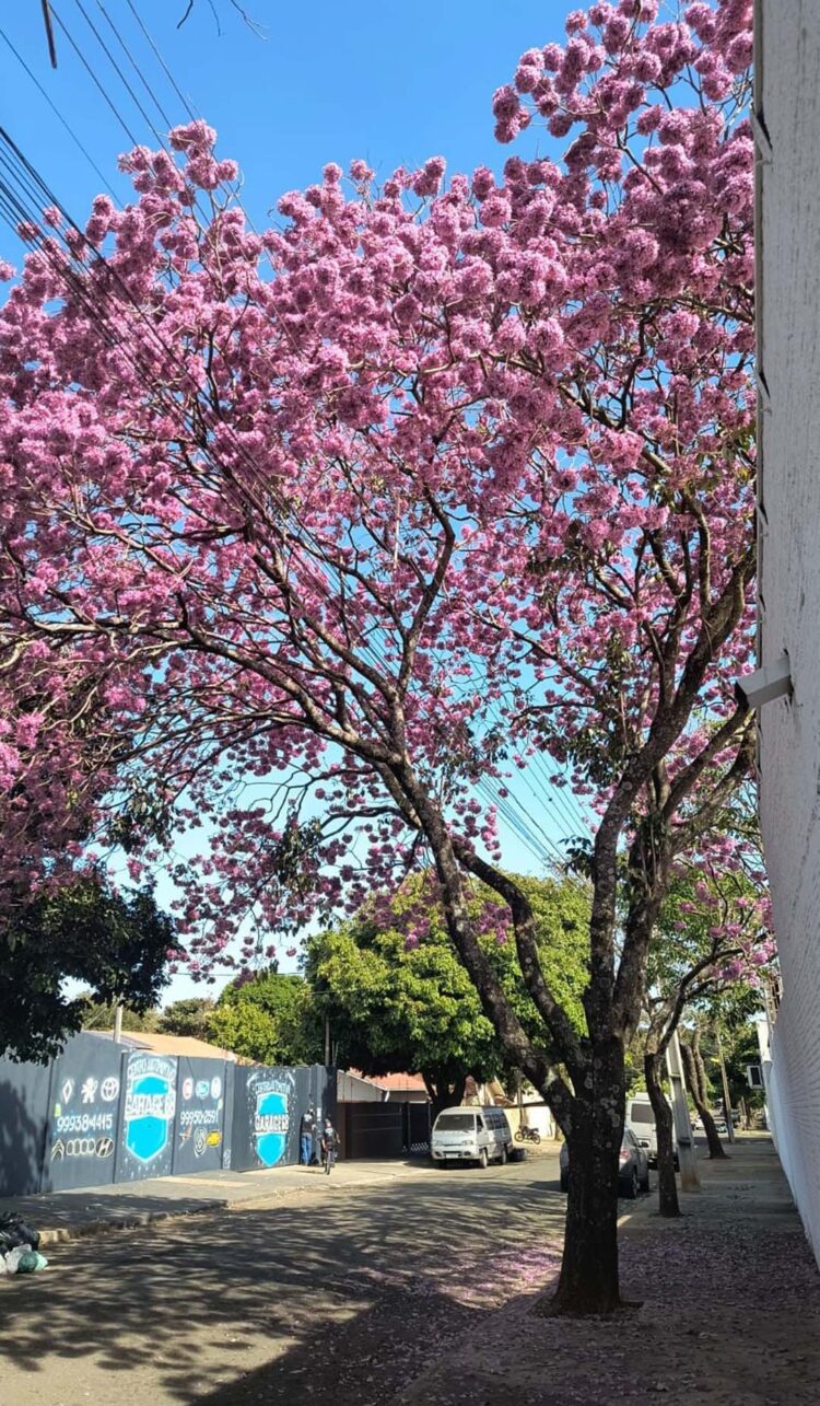 Flores para o dia a dia