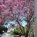 Flores para o dia a dia