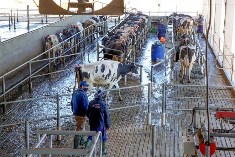 Preço ao produtor leiteiro sobe pelo sexto mês e mantém tendência de alta