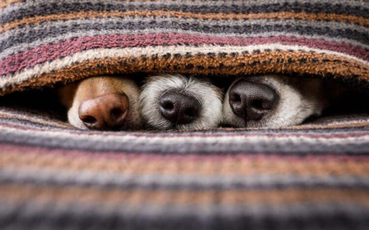 Cuidados com pets no inverno: veterinário  dá dicas para proteger cães e gatos