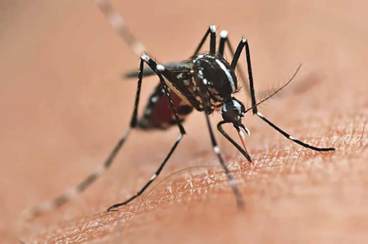 Boletim da Saúde registra 25.028 novos casos  de dengue e mais 46 óbitos no Paraná
