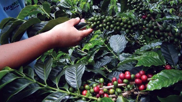 Micronutrientes impulsionam o café em safra com bienalidade positiva