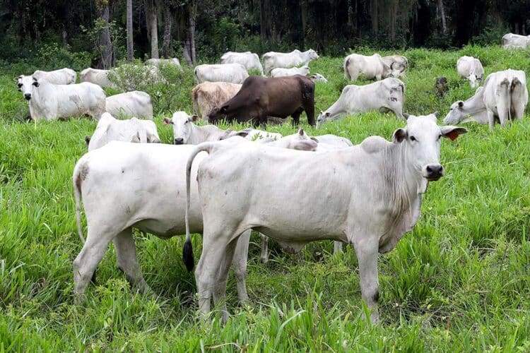 Campanha de atualização de rebanhos encerra com 85,5% das explorações regularizadas