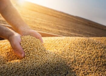 Preço da soja caiu no último fechamento