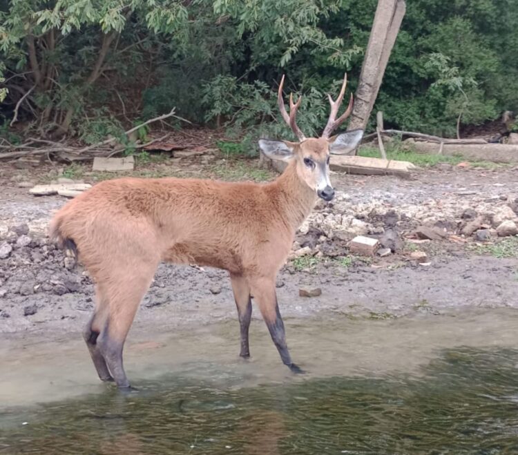 Cervo-do-Pantanal é visto em ilha da região destruída por incêndio