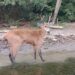 Cervo-do-Pantanal é visto em ilha da região destruída por incêndio