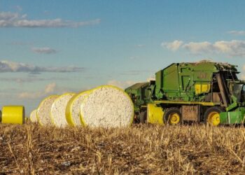 Algodão: preços oscilam, mas balanço é positivo na parcial do mês