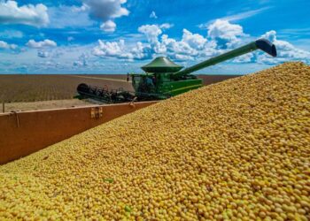 Abiove eleva estimativa de produção de soja em 700 mil toneladas